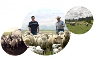 Summit Packaging World Jan 08 - superior Farms Lamb